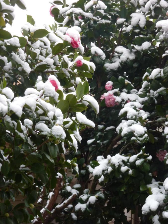 Les Camelias Mazamet Exterior foto