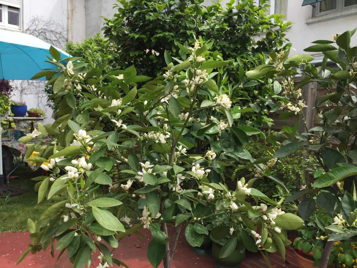 Les Camelias Mazamet Exterior foto